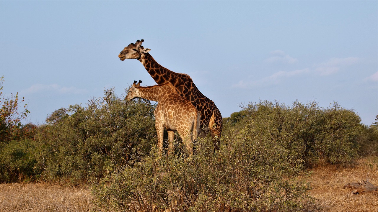 giraffe, animal, africa-4352777.jpg