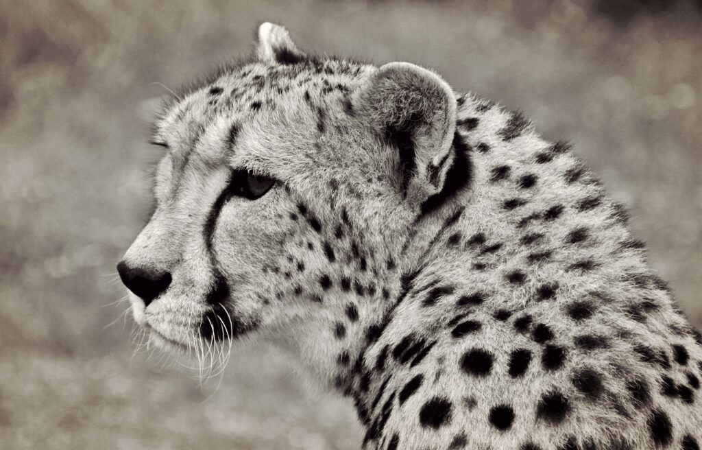 cheetah, big cat, predator-2097822.jpg