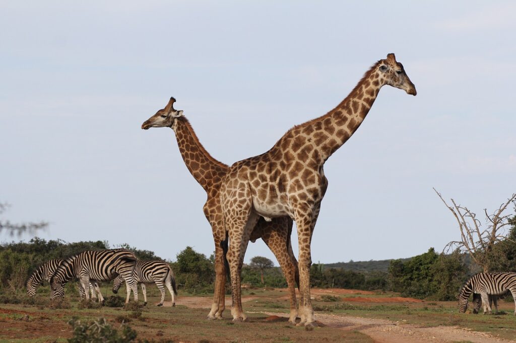 giraffes, few, zebra herd-3529651.jpg