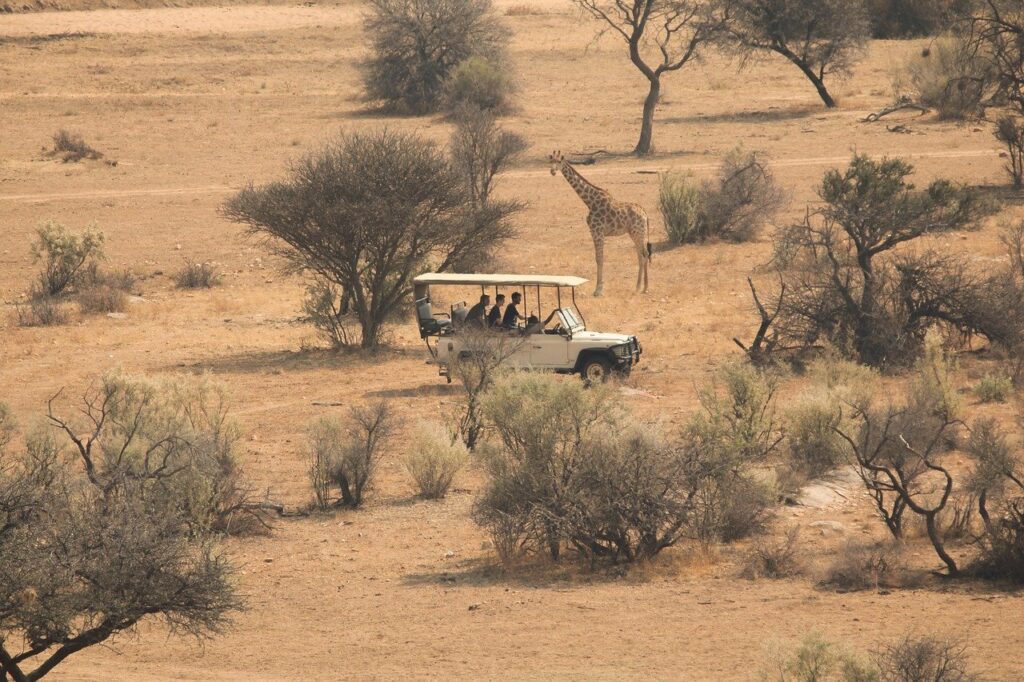 savannah, africa, nature-8079856.jpg