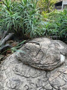 Reptile Center - Hur ser dagarna ut?