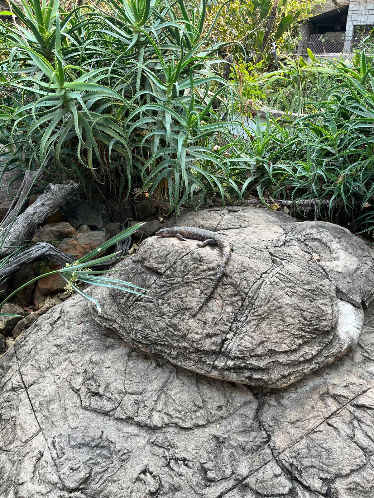 Reptile Center - Hur ser dagarna ut?